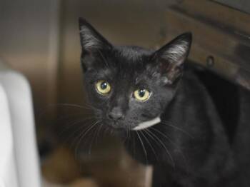 Ikat -  Domestic Short Hair Cat for Adoption in Portland, Oregon - Ikat | PetCurious