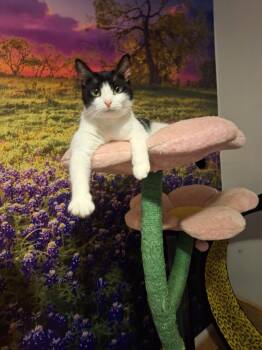 Jasper and Delilah -  Domestic Short Hair Cat for Adoption in Wilmington, North Carolina - Jasper And Delilah | PetCurious