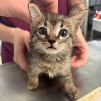 Rw -  Domestic Short Hair Cat Available for Adoption in Clanton, Alabama - Rw | PetCurious