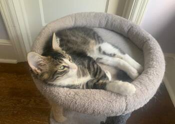 Clemmie -  Domestic Medium Hair Cat for Adoption in Camp Hill, Pennsylvania - Clemmie | PetCurious