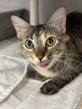 Tuppence -  Domestic Short Hair Cat for Adoption in Raleigh, North Carolina - Tuppence | PetCurious