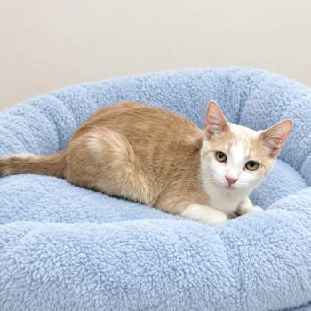 Butters -  Domestic Short Hair and Tabby Cat for Adoption in Long Beach, Washington - Butters | PetCurious