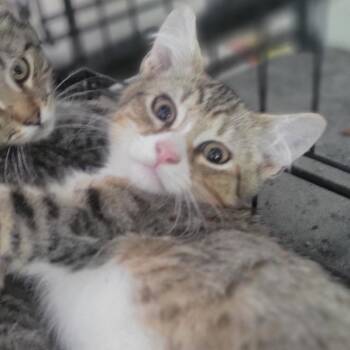 Domestic Short Hair Cats Available for Adoption - Kal | PetCurious