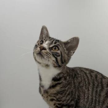 Jimothy James -  Domestic Short Hair Cat for Adoption in State College, Pennsylvania - Jimothy James | PetCurious