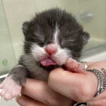 Domestic Short Hair Cats Available for Adoption in Skokie, Illinois - Hank (k2026) | PetCurious