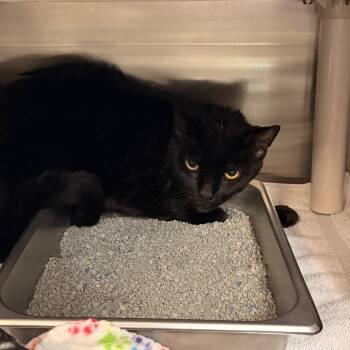 Marvel -  Domestic Short Hair Cat for Adoption in Indianapolis, Indiana - Marvel | PetCurious
