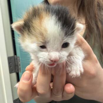 Pippi -  Domestic Medium Hair Cat for Adoption in Goleta, California - Pippi | PetCurious