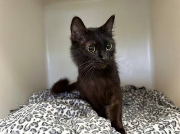 Domestic Medium Hair Cats Available for Adoption in Mckinleyville, California - BARTHOLOMEW | PetCurious