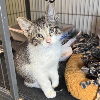 Cad -  Domestic Short Hair Cat for Adoption in Saginaw, Michigan - Cad | PetCurious