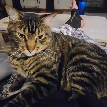Scarlett Jayne -  Domestic Short Hair Cat Available for Adoption in Columbia, Missouri - Scarlett Jayne | PetCurious