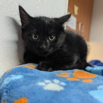 Huron -  Domestic Short Hair Cat for Adoption in Rochester, Minnesota - Huron | PetCurious