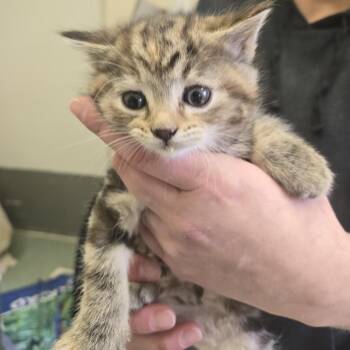 Domestic Long Hair Cats Available for Adoption in Tawas City, Michigan - Birch 26-102 | PetCurious