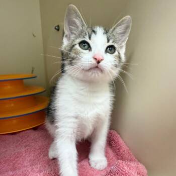 Beverly -  Domestic Short Hair Cat for Adoption in Bradenton, Florida - Beverly | PetCurious