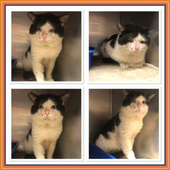 Domestic Short Hair Cats Available for Adoption in Buckhannon, West Virginia - PANDA BEAR | PetCurious