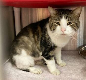 Rescue Domestic Short Hair Cats for Adoption in Cincinnati, Ohio - Pancake | PetCurious