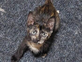 Spice 4mos -  Tortoiseshell Cat for Adoption in London, Ontario - Spice 4mos | PetCurious