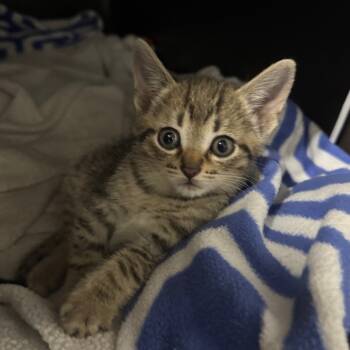 Rescue Domestic Short Hair Cats for Adoption in Pinson, Tennessee - Chris | PetCurious