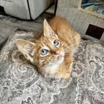 Sweden -  Domestic Short Hair Cat for Adoption in Bentonville, Arkansas - Sweden | PetCurious