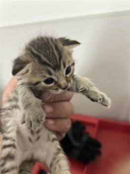 Rescue Domestic Short Hair Cats for Adoption in Houston, Texas - A645128 | PetCurious