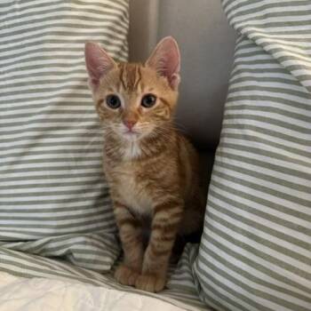 Ophelia -  Domestic Short Hair Cat for Adoption in Maitland, Florida - Ophelia | PetCurious