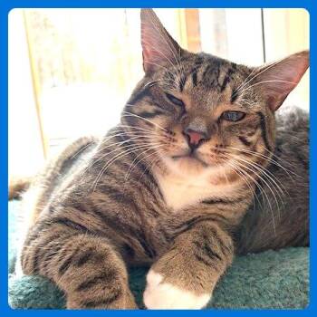 Tulsa -  Domestic Short Hair Cat for Adoption in Cumming, Georgia - Tulsa | PetCurious