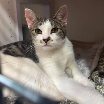 Artemis -  Domestic Short Hair Cat for Adoption in New York, New York - Artemis | PetCurious