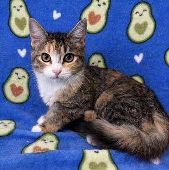 Blaze -  Domestic Short Hair Cat for Adoption in Valdosta, Georgia - Blaze | PetCurious
