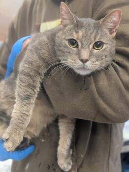 Domestic Short Hair Cats Available for Adoption in Hyde Park, New York - Becky | PetCurious