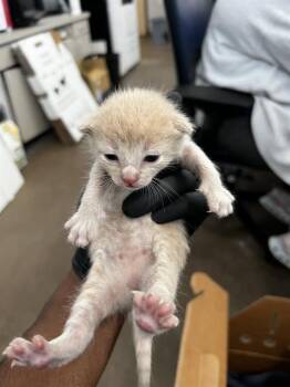 ROMULUS -  Domestic Medium Hair Cat for Adoption in Dallas, Texas - ROMULUS | PetCurious