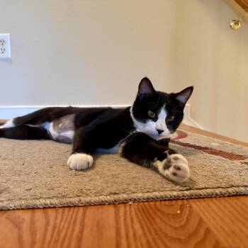 Domestic Short Hair Cats Available for Adoption in Richmond, Virginia - Galaxy | PetCurious