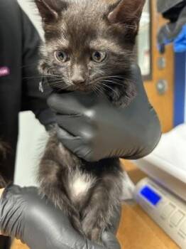 Honey Bun (blue) -  Domestic Short Hair Cat for Adoption in Largo, Florida - Honey Bun (blue) | PetCurious
