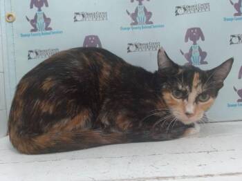 A603448 -  Domestic Short Hair Cat for Adoption in Orlando, Florida - A603448 | PetCurious