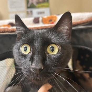 Ziggy -  Domestic Short Hair Cat Available for Adoption in Woodinville, Washington - Ziggy | PetCurious