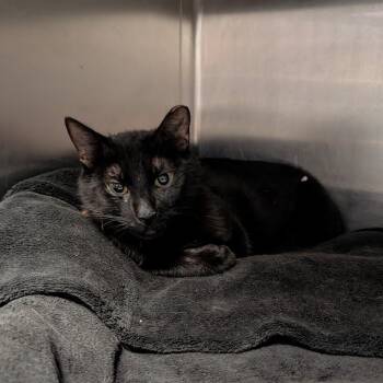JJ -  Domestic Short Hair Cat for Adoption in Buffalo, New York - JJ | PetCurious