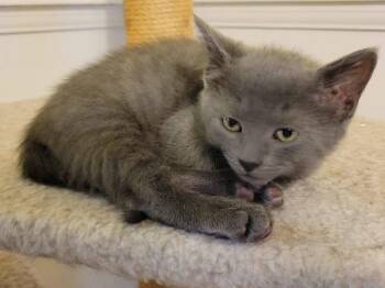 Clark (FCID# 06/04/2026 - 46 West Chester PS) K -  Domestic Short Hair Cat for Adoption in Greenville, Delaware - Clark (FCID# 06/04/2026 - 46 West Chester PS) K | PetCurious