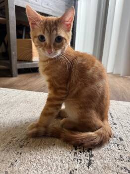 Rescue Tabby Cats for Adoption in San Antonio, Texas - Oliver | PetCurious
