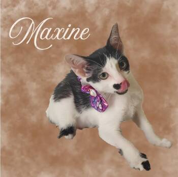 Maxine -  Domestic Short Hair Cat for Adoption in Mountain Home, Arkansas - Maxine | PetCurious