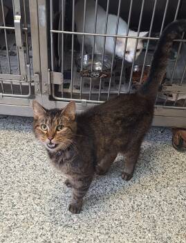 Beechnut -  Tabby Cat for Adoption in Stanton, Kentucky - Beechnut | PetCurious