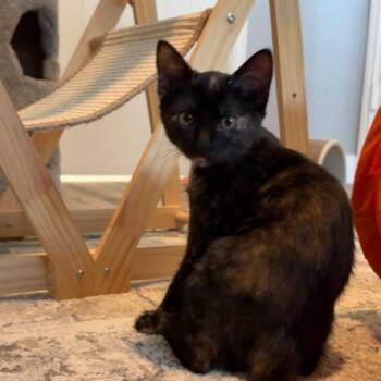 Bonnie -  Domestic Short Hair Cat for Adoption in Santa Fe, Texas - Bonnie | PetCurious