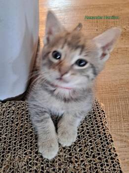 Alexander Hamilton -  Domestic Short Hair Cat for Adoption in Hobart, Indiana - Alexander Hamilton | PetCurious