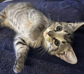 Ahi -  Domestic Short Hair Cat for Adoption in Fort Worth, Texas - Ahi | PetCurious