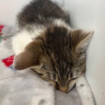 McFlurry -  Domestic Short Hair Cat for Adoption in Chattanooga, Tennessee - McFlurry | PetCurious