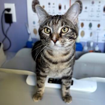 Rescue Domestic Short Hair Cats for Adoption in Kyle, Texas - CHEVY | PetCurious