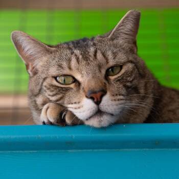 Domestic Short Hair Cats Available for Adoption in Salt Lake City, Utah - Tigger | PetCurious