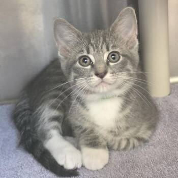 Galaxy -  Domestic Short Hair Cat for Adoption in Fort Wayne, Indiana - Galaxy | PetCurious