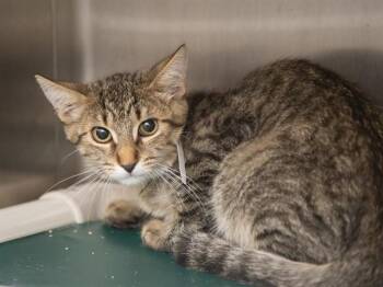 CHARLES -  Domestic Short Hair Cat for Adoption in Phoenix, Arizona - CHARLES | PetCurious