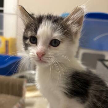 Daphne Duchess of Hastings -  Domestic Medium Hair Cat for Adoption in Lakeland, Florida - Daphne Duchess Of Hastings | PetCurious
