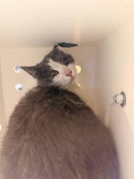 Domestic Short Hair Cats Available for Adoption in Ontario, California - SILVER - BARN CAT | PetCurious