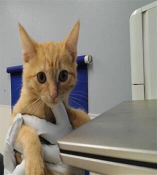 VERONICA -  Domestic Short Hair Cat for Adoption in Albuquerque, New Mexico - VERONICA | PetCurious