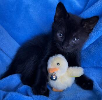 Vinny -  Domestic Short Hair Cat for Adoption in Hood River, Oregon - Vinny | PetCurious